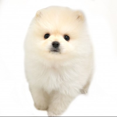 ポメラニアン