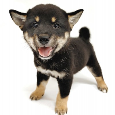 柴犬