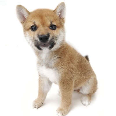柴犬