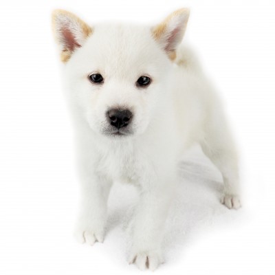 柴犬