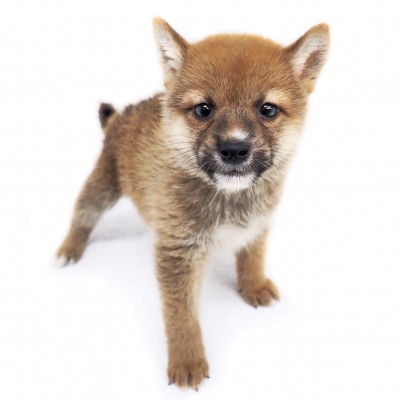 柴犬