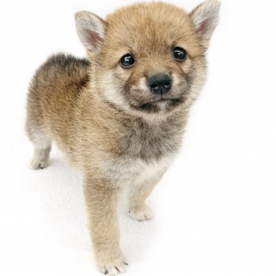 柴犬
