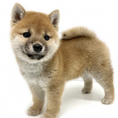 柴犬