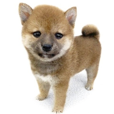 柴犬