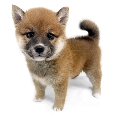 柴犬