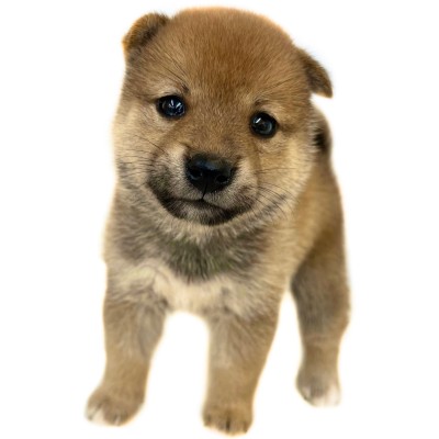 柴犬