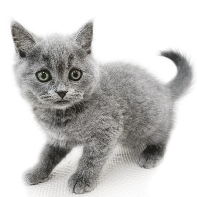 ブリティッシュショートヘア