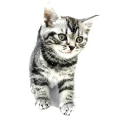 アメリカンショートヘア