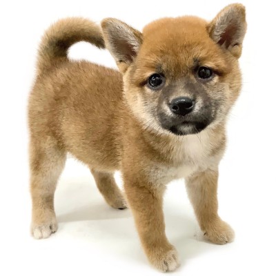 柴犬
