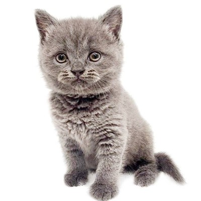 ブリティッシュショートヘア
