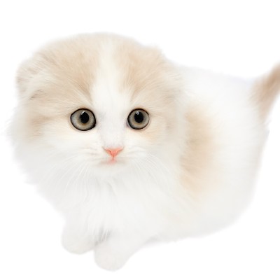 スコティッシュフォールド