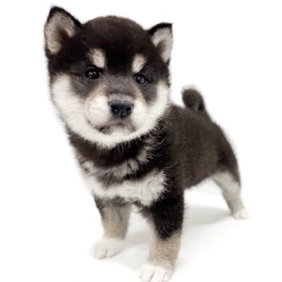 柴犬