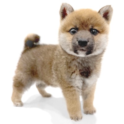 柴犬