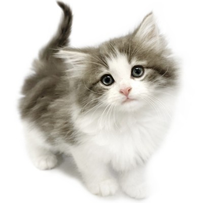 ノルウェージャンフォレストキャット