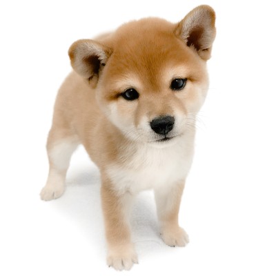 柴犬
