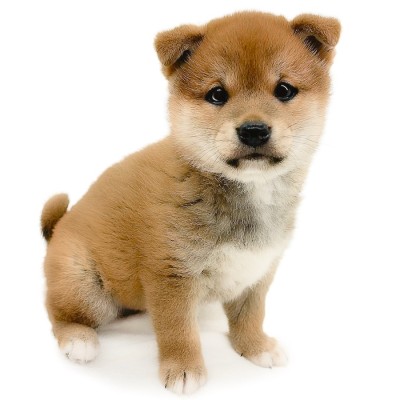 柴犬