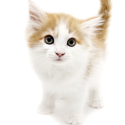 ノルウェージャンフォレストキャット