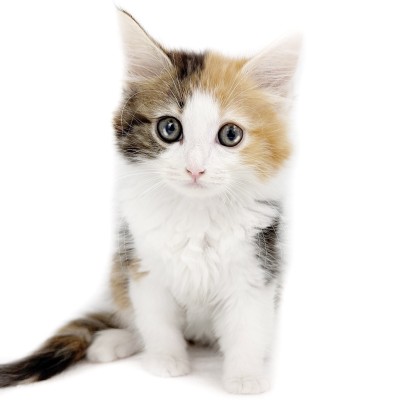ノルウェージャンフォレストキャット