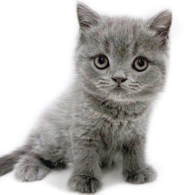 ブリティッシュショートヘア