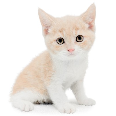 ブリティッシュショートヘア