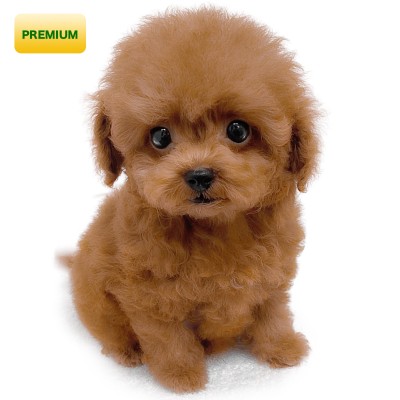 トイ・プードル