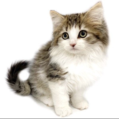ノルウェージャンフォレストキャット