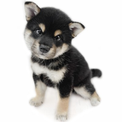 柴犬
