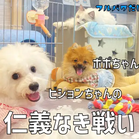 【 お友達トレーニング 】ポポちゃんとビションちゃんの仁義なき戦い開幕！！
