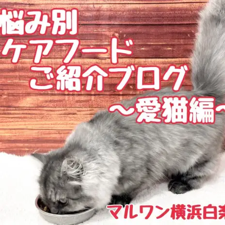 【 商品紹介 】お悩み別ケアフードのご紹介！愛猫編