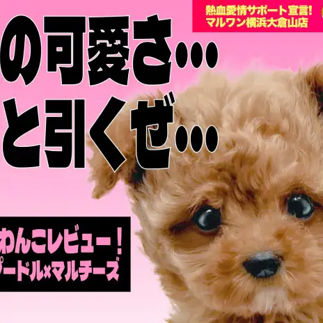 【 MIX 】リアルくまちゃん+人気のまるぷーの「くまるぷー」がやってきた！