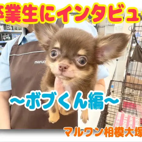 【 卒業生インタビュー 】この子に決めた！マルワンユーザーにお話し聞きました！