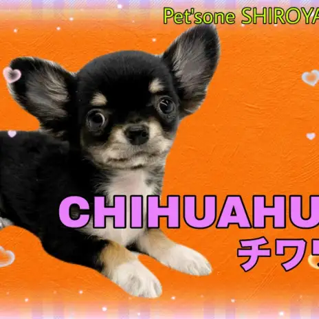 【 チワワ 】手のひらにちょこん！人懐っこさ抜群のちーちゃん登場