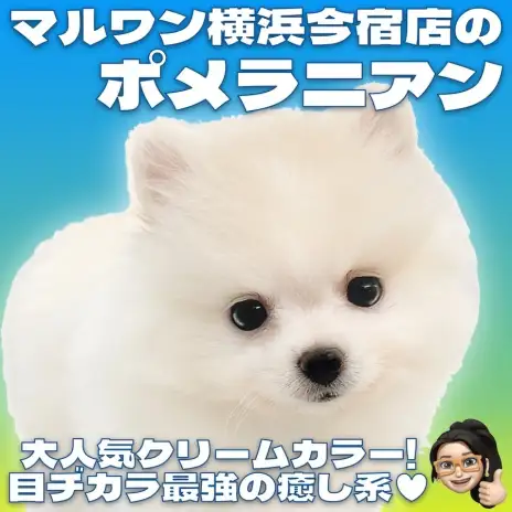 【 ポメラニアン 】爆毛クリームカラーを纏った甘え上手なたぬきポメ登場！