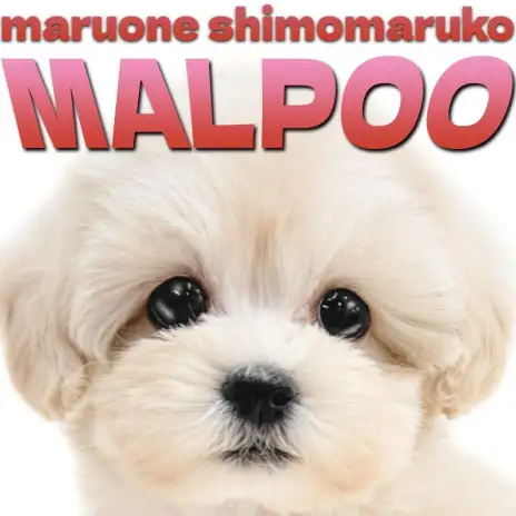 【 MIX 】大きな瞳とクリームカラーが美しい！ぬいぐるみミックス、マルプー降臨