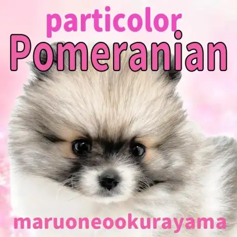 【 ポメラニアン 】驚きの毛量を持った唯一無二のパーティカラーたぬきポメ！
