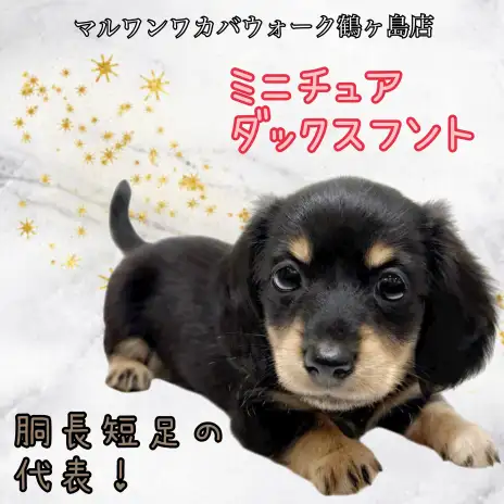 【 ミニチュアダックスフント 】大人気のブラックタン！天真爛漫な女の子