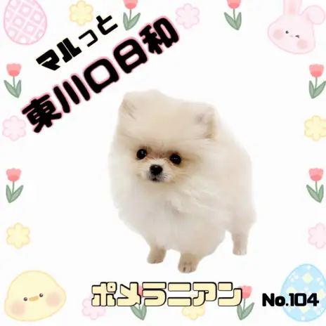 【 マルっと東川口日和No.104 】大人気な小型犬、白ポメラニアン登場！