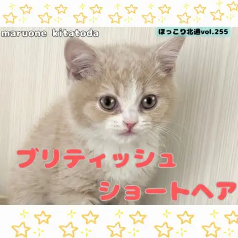 【 ほっこり北通vol.255 】丸顔の癒し系プリンス！ブリティッシュくん入店！