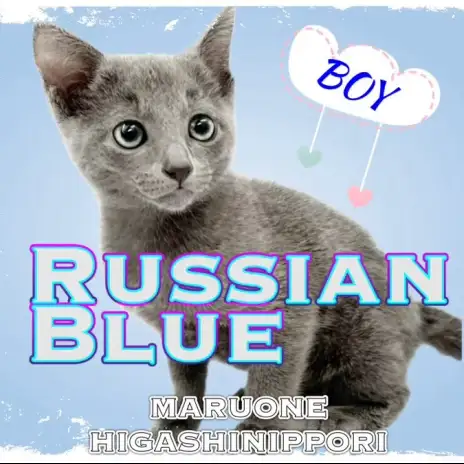【 ロシアンブルー 】爽やか系ロシアンスマイルを持つボイスレスキャットが登場！