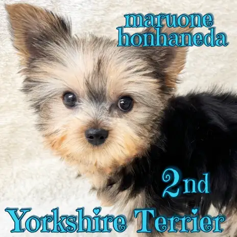 【 ヨークシャーテリア 】仲間入りして1ヶ月！トレーニングもバッチリの動く宝石！