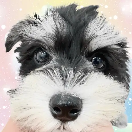 【 ミニチュアシュナウザー 】マルワン横浜元町店がシュナウザーを勧める5つの理由！