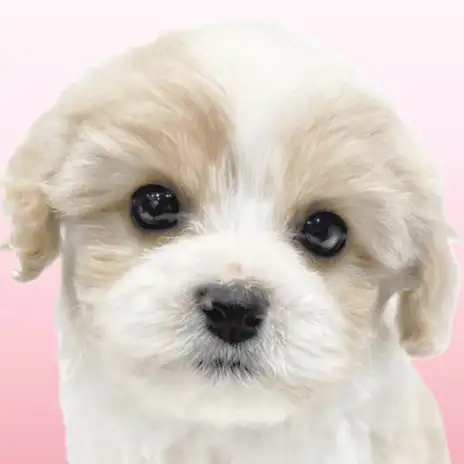 【 キャバション 】速報！！大人気の可愛いすぎるMIXちゃんが白楽店に仲間入り！