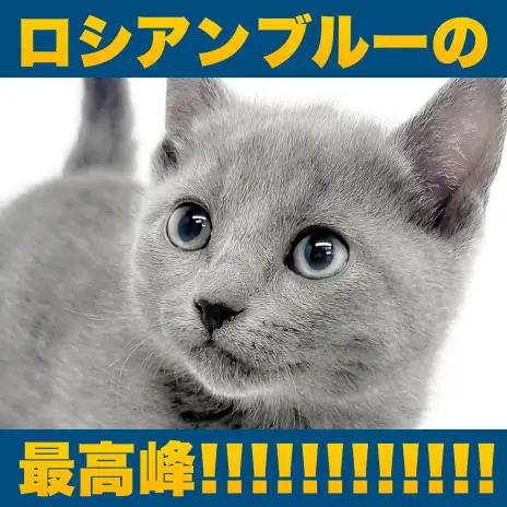 【 ロシアンブルー 】極上ロシアンスマイルの持ち主！初心者安心の生活ポイントを解説！