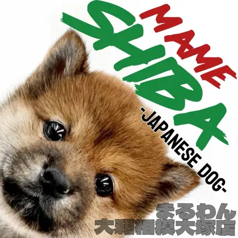 【 豆柴 】心を和ませる小さな紳士!癒しと可愛さが詰まった小さな日本犬が登場