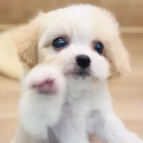 【 キャバション 】茶目っ気たっぷりの小さな女の子！ほっこり北通vol.267