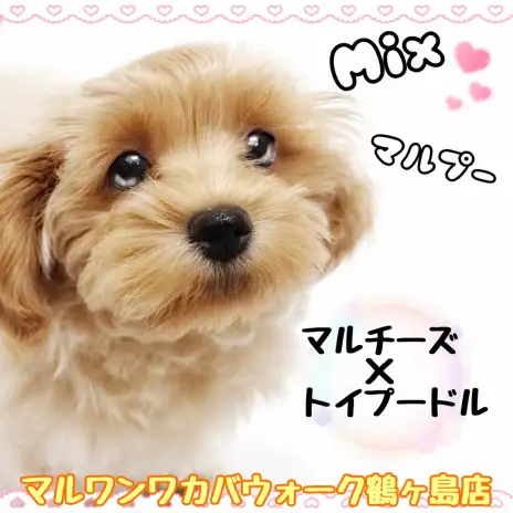 【 MIX 】人懐っこさが魅力！優しいクリーム色のマルプー男の子