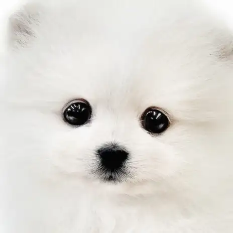 【 ポメラニアン 】クリームカラーの愛情深き女子!マルワンプレミアムのたぬきポメ