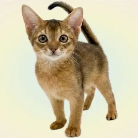 【 アビシニアン 】可愛さとカッコよさを併せ持つ甘えん坊で賢い美猫が埼玉に登場