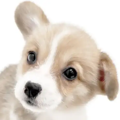 【 コーギー 】速報!マルワン大倉山店に胴長短足のリアル食パンがやってきた!