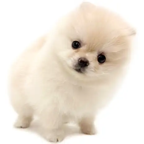 【 ポメラニアン 】優しいお顔と性格が魅力！癒し系なクリームカラーの女の子